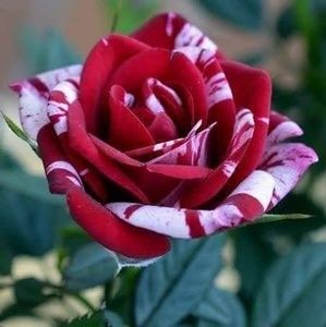 Meet your Posher, Lydia